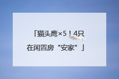 猫头鹰×5！4只在闲置房“安家”
