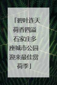 碧叶连天 荷香四溢 石家庄多座城市公园迎来最佳赏荷季
