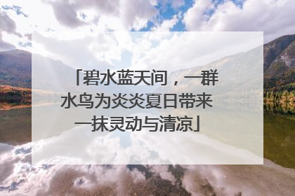 碧水蓝天间，一群水鸟为炎炎夏日带来一抹灵动与清凉