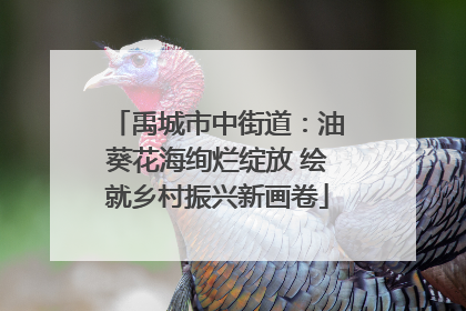 禹城市中街道：油葵花海绚烂绽放 绘就乡村振兴新画卷