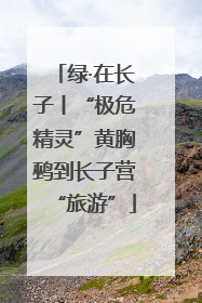 绿·在长子丨“极危精灵”黄胸鹀到长子营“旅游”