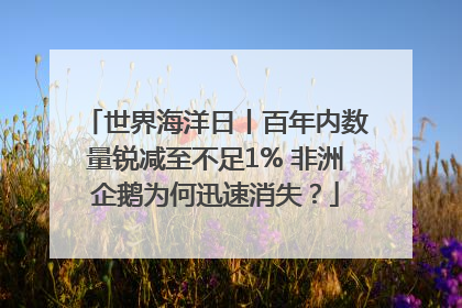 世界海洋日丨百年内数量锐减至不足1% 非洲企鹅为何迅速消失？