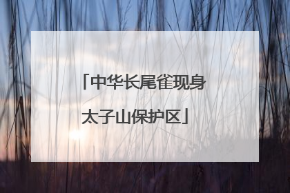 中华长尾雀现身太子山保护区