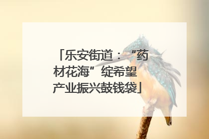 乐安街道：“药材花海”绽希望 产业振兴鼓钱袋