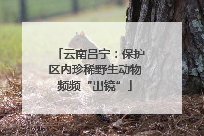 云南昌宁：保护区内珍稀野生动物频频“出镜”