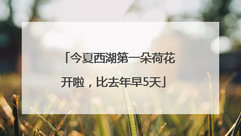 今夏西湖第一朵荷花开啦，比去年早5天