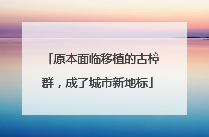 原本面临移植的古樟群，成了城市新地标