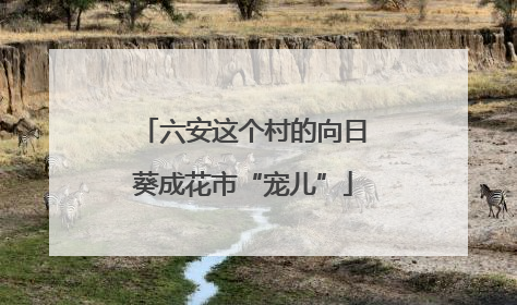 六安这个村的向日葵成花市“宠儿”