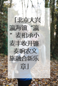 北京大兴瀛海镇“瀛”麦相承小麦丰收开镰 奏响农文旅融合新乐章