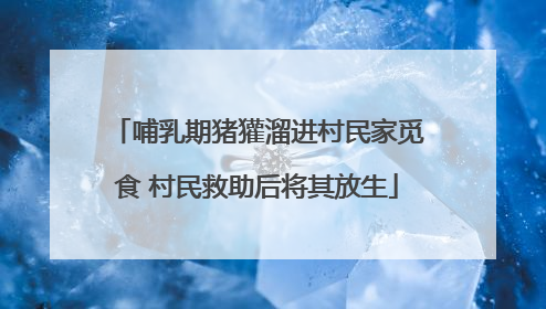 哺乳期猪獾溜进村民家觅食 村民救助后将其放生