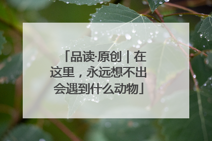 品读·原创｜在这里，永远想不出会遇到什么动物