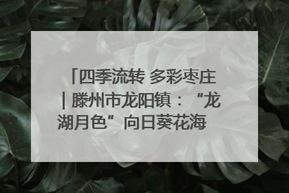 四季流转 多彩枣庄｜滕州市龙阳镇：“龙湖月色”向日葵花海 绘就乡村振兴新画卷