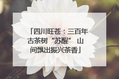 四川旺苍：三百年古茶树“苏醒” 山间飘出振兴茶香