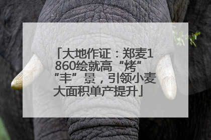 大地作证：郑麦1860绘就高“烤”“丰”景，引领小麦大面积单产提升