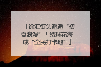 徐汇街头邂逅“初夏浪漫”！绣球花海成“全民打卡地”