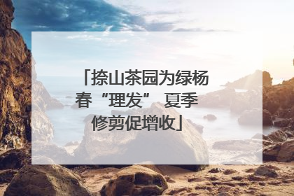 捺山茶园为绿杨春“理发” 夏季修剪促增收
