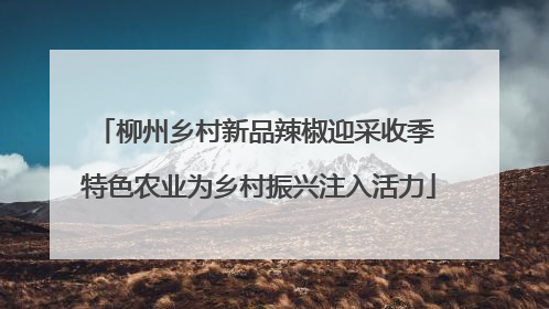 柳州乡村新品辣椒迎采收季 特色农业为乡村振兴注入活力