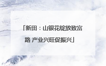 新田：山银花绽放致富路 产业兴旺促振兴
