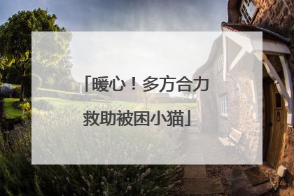暖心！多方合力救助被困小猫