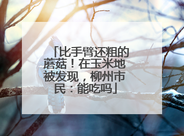 比手臂还粗的蘑菇！在玉米地被发现，柳州市民：能吃吗