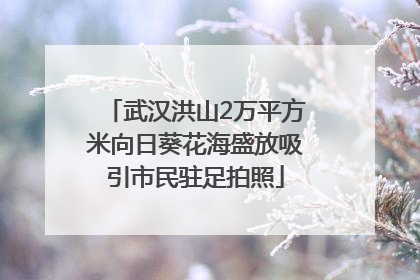 武汉洪山2万平方米向日葵花海盛放吸引市民驻足拍照