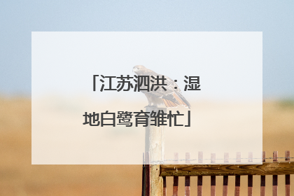 江苏泗洪：湿地白鹭育雏忙