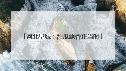 河北阜城：甜瓜飘香正当时