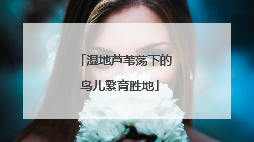 湿地芦苇荡下的鸟儿繁育胜地