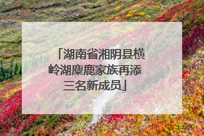 湖南省湘阴县横岭湖麋鹿家族再添三名新成员
