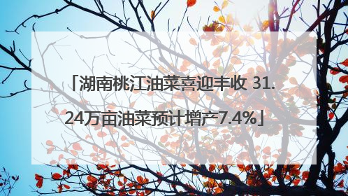 湖南桃江油菜喜迎丰收 31.24万亩油菜预计增产7.4%