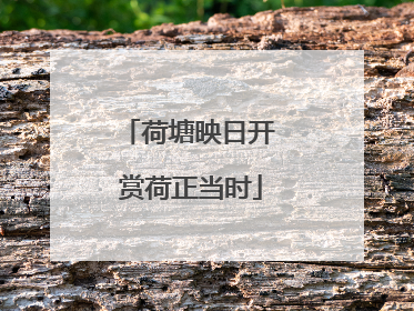 荷塘映日开 赏荷正当时