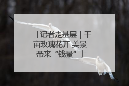 记者走基层｜千亩玫瑰花开 美景带来“钱景”