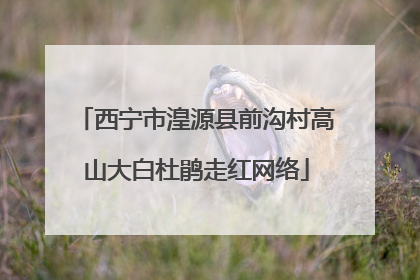 西宁市湟源县前沟村高山大白杜鹃走红网络