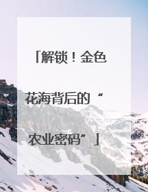 解锁！金色花海背后的“农业密码”