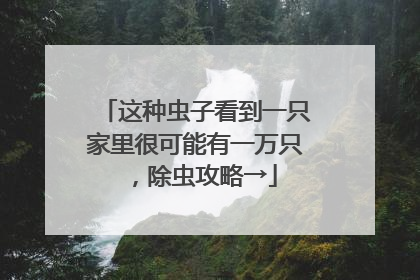 这种虫子看到一只家里很可能有一万只，除虫攻略→