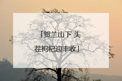贺兰山下 头茬枸杞迎丰收