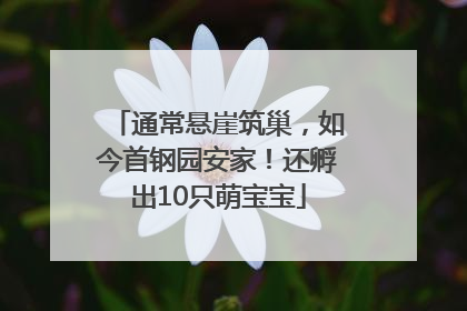 通常悬崖筑巢，如今首钢园安家！还孵出10只萌宝宝