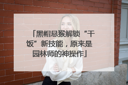 黑帽悬猴解锁“干饭”新技能，原来是园林师的神操作