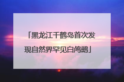 黑龙江千鹤岛首次发现自然界罕见白鸬鹚