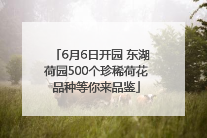 6月6日开园 东湖荷园500个珍稀荷花品种等你来品鉴